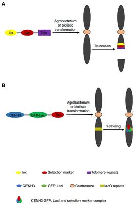 Artificial chromosome technology and its potential application in plants